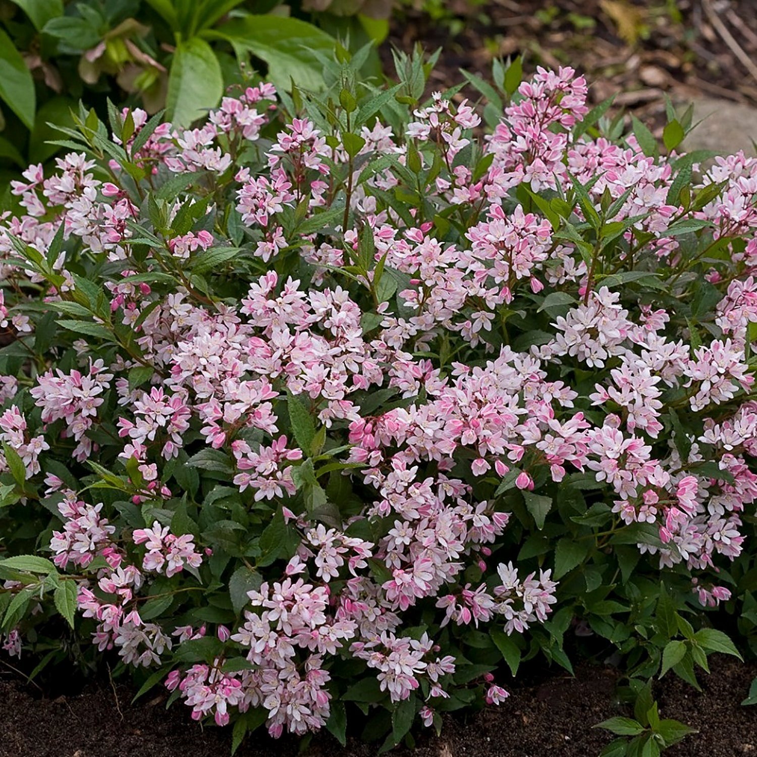 Yuki Cherry Blossom Deutzia