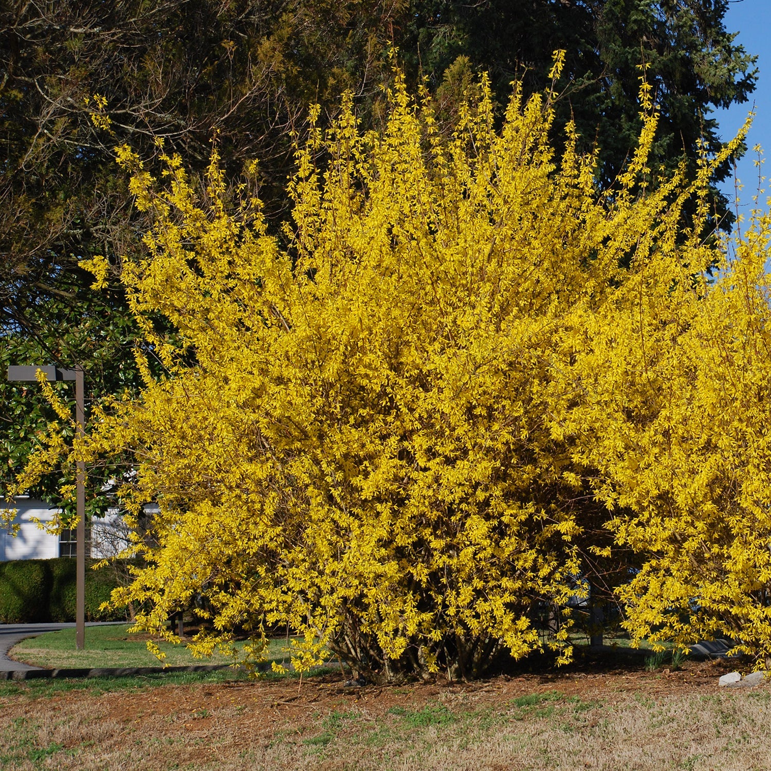 Northern Gold Forsythia