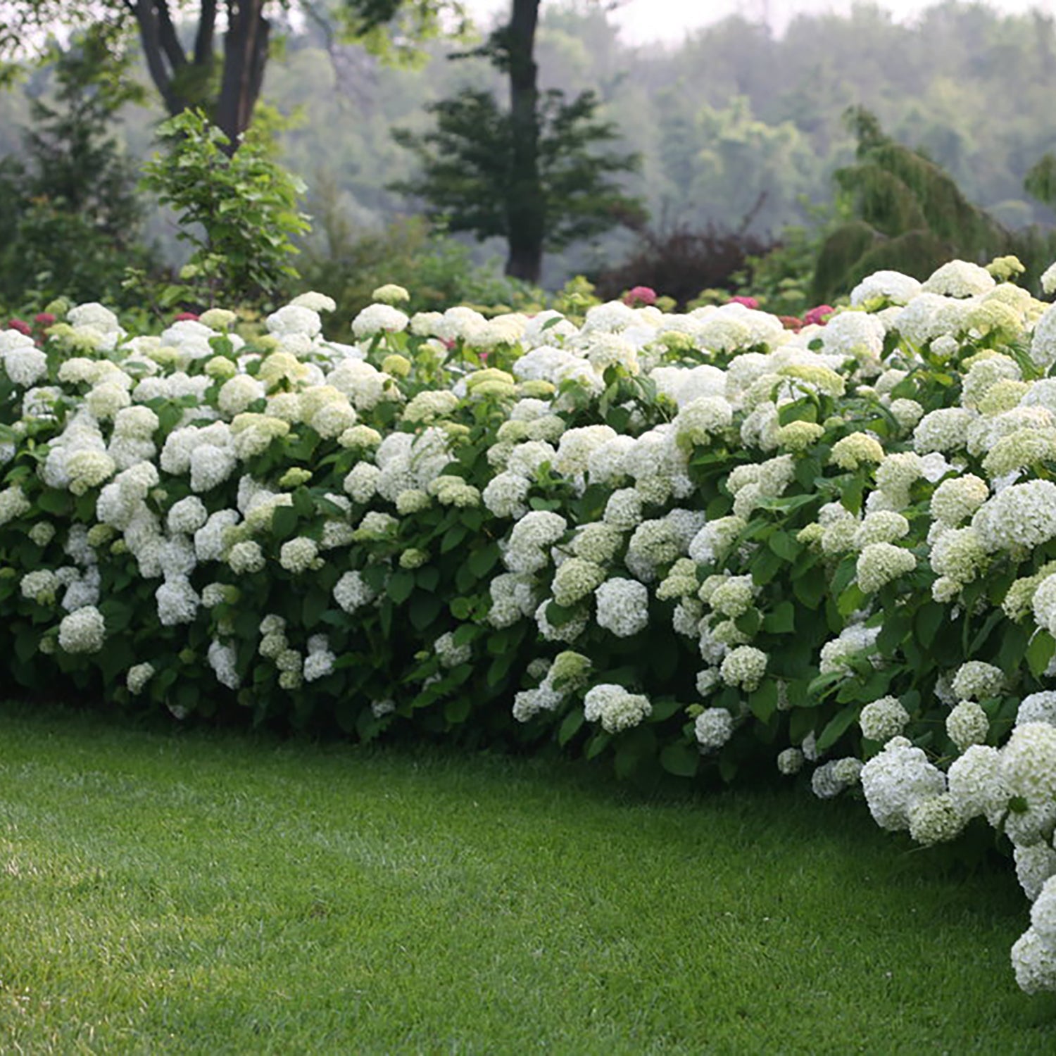 Incrediball Hydrangea