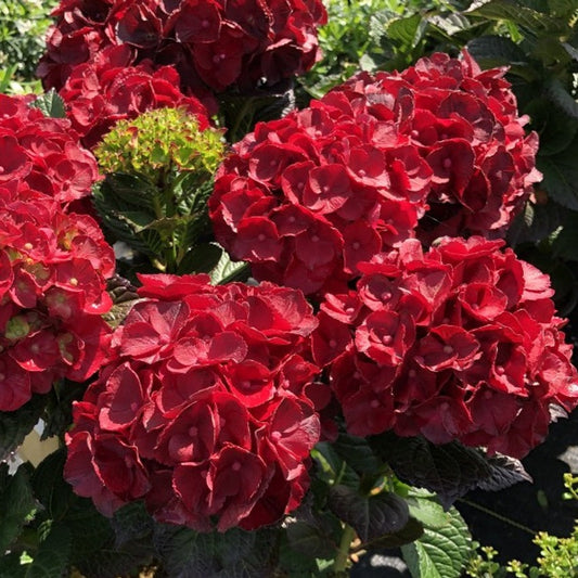Cherry-Go-Round Hydrangea