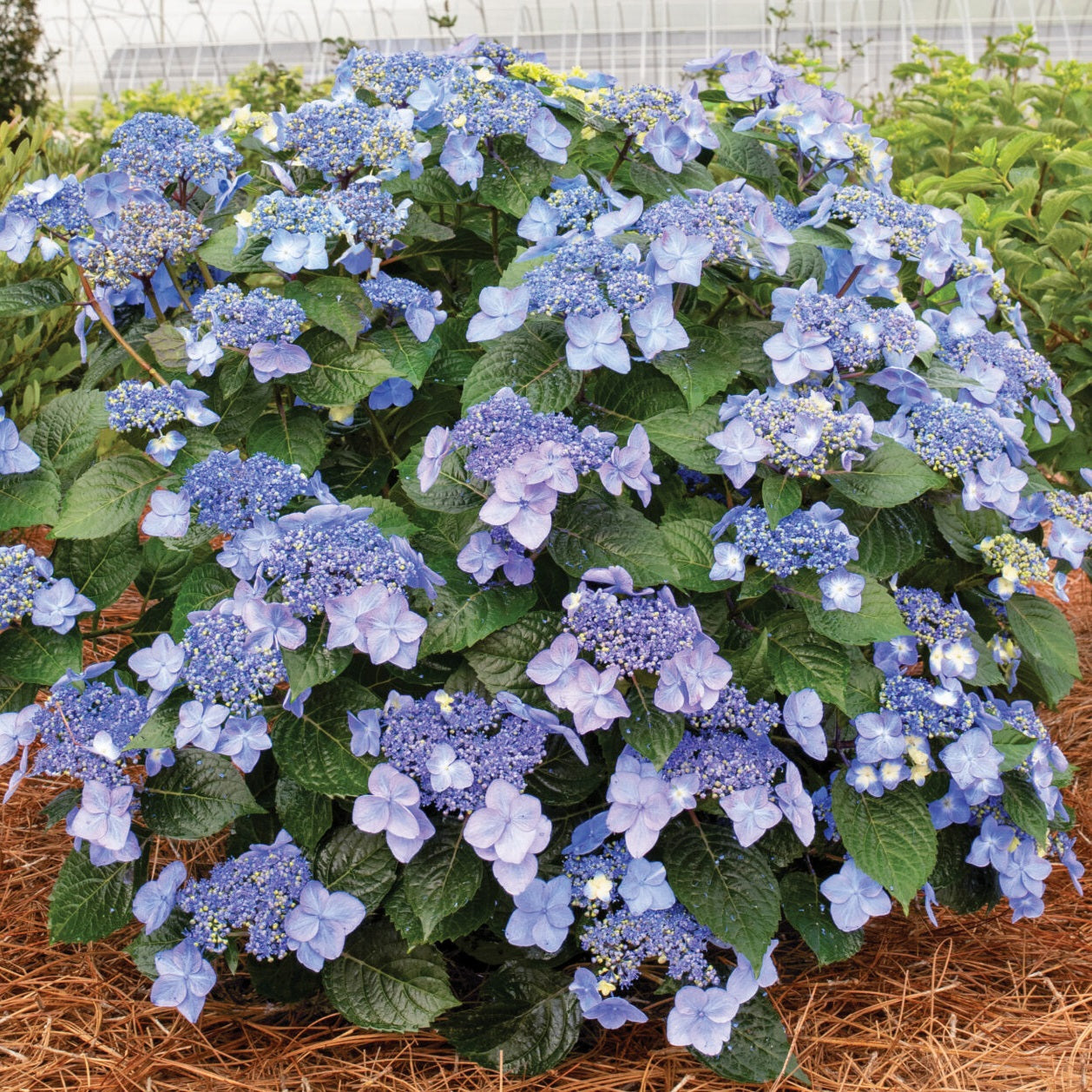 Pop Star Endless Summer Hydrangea