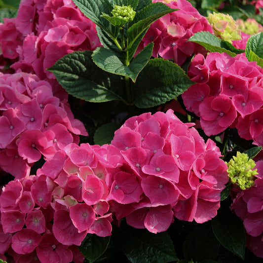 Summer Crush Endless Summer Hydrangea