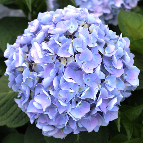 Twist-n-Shout Endless Summer Hydrange