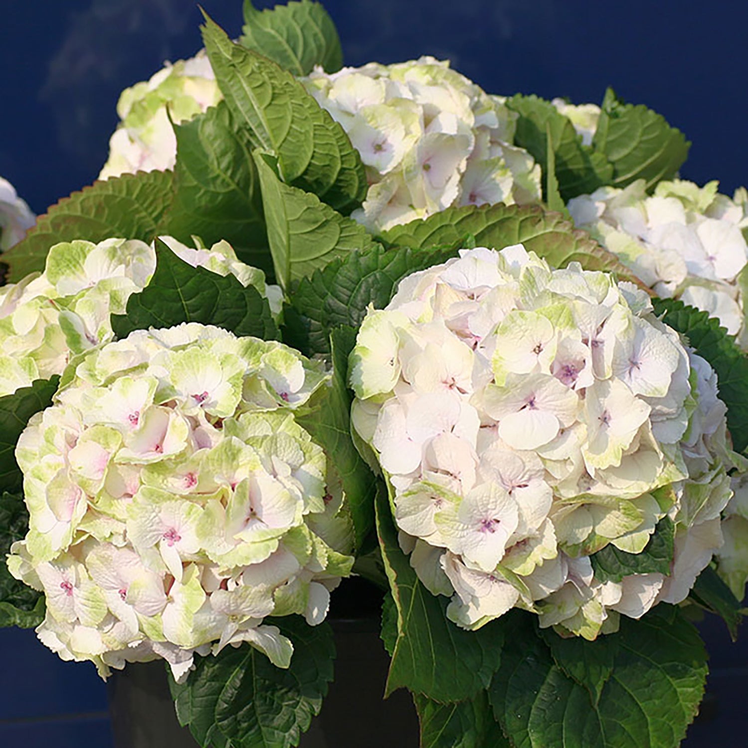 Noblesse Hydrangea