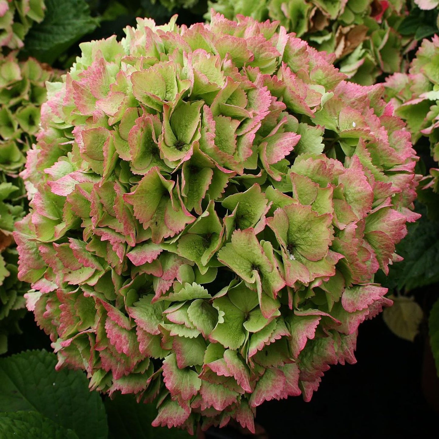 Ocean Hydrangea