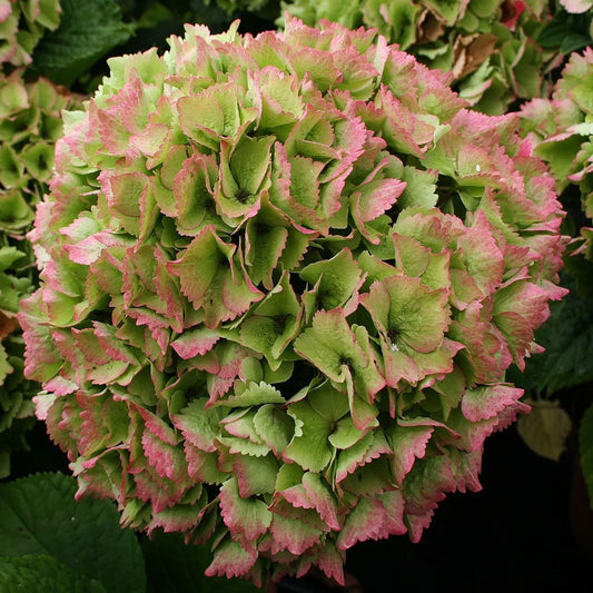 Ocean Hydrangea