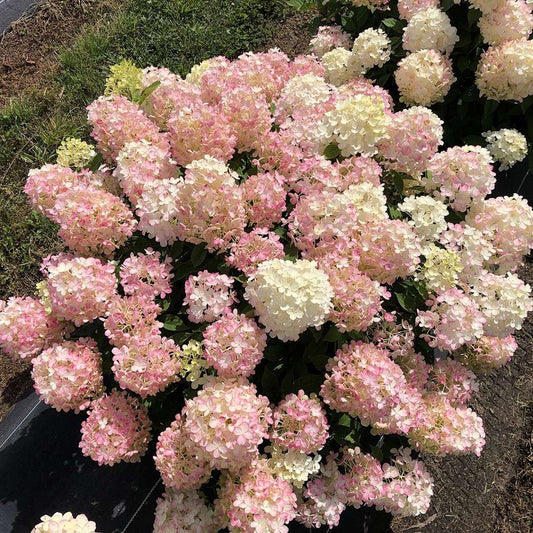 Fire Light Tidbit Hydrangea