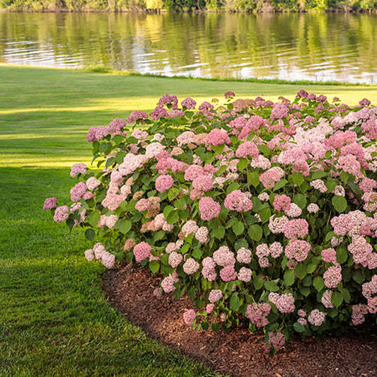 Invincibelle Spirit ll TWO Hydrangea