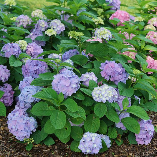 Sky View Hydrangea