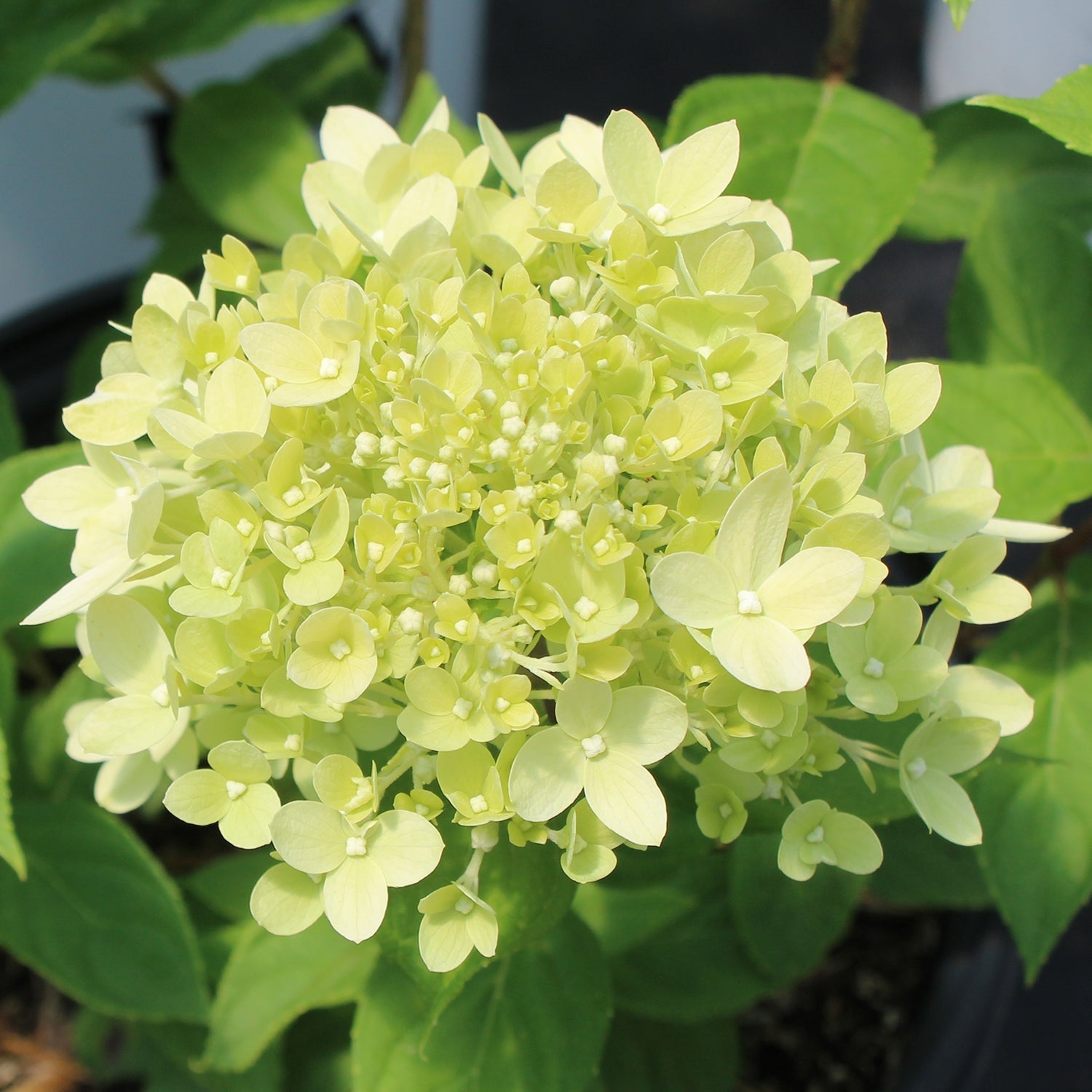 Little Lime Hydrangea