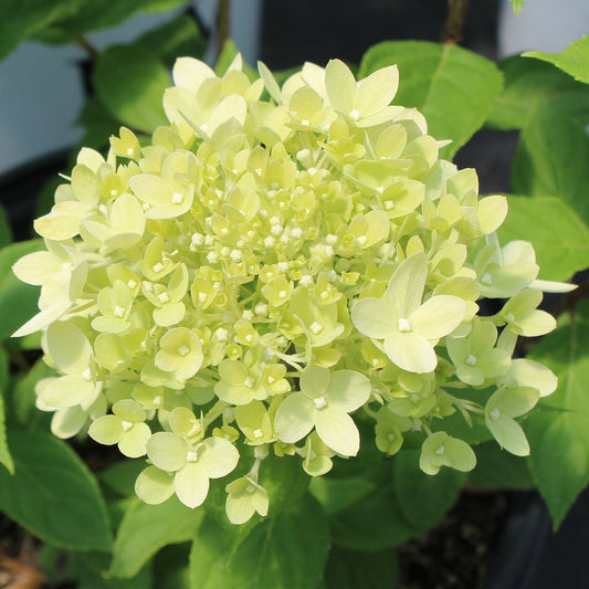 Little Lime Hydrangea