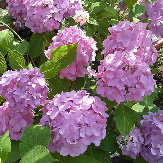 Early Sensation Hydrangea