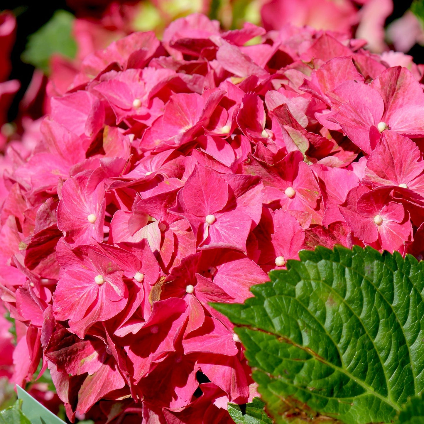 Next Generation Red Sensation Hydrangea