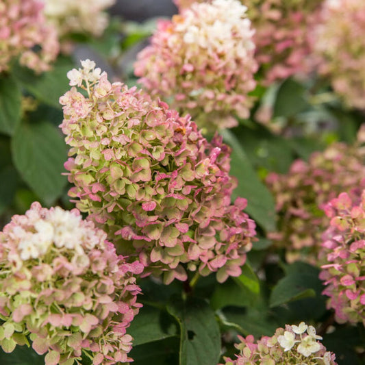 Little Hottie Hydrangea