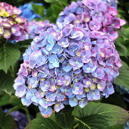Purple Passion Hydrangea