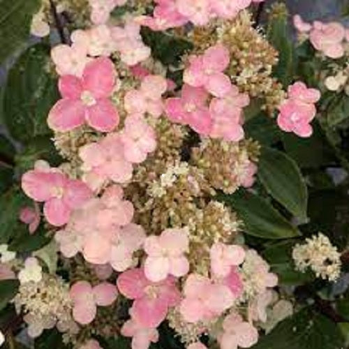 Torch Hydrangea