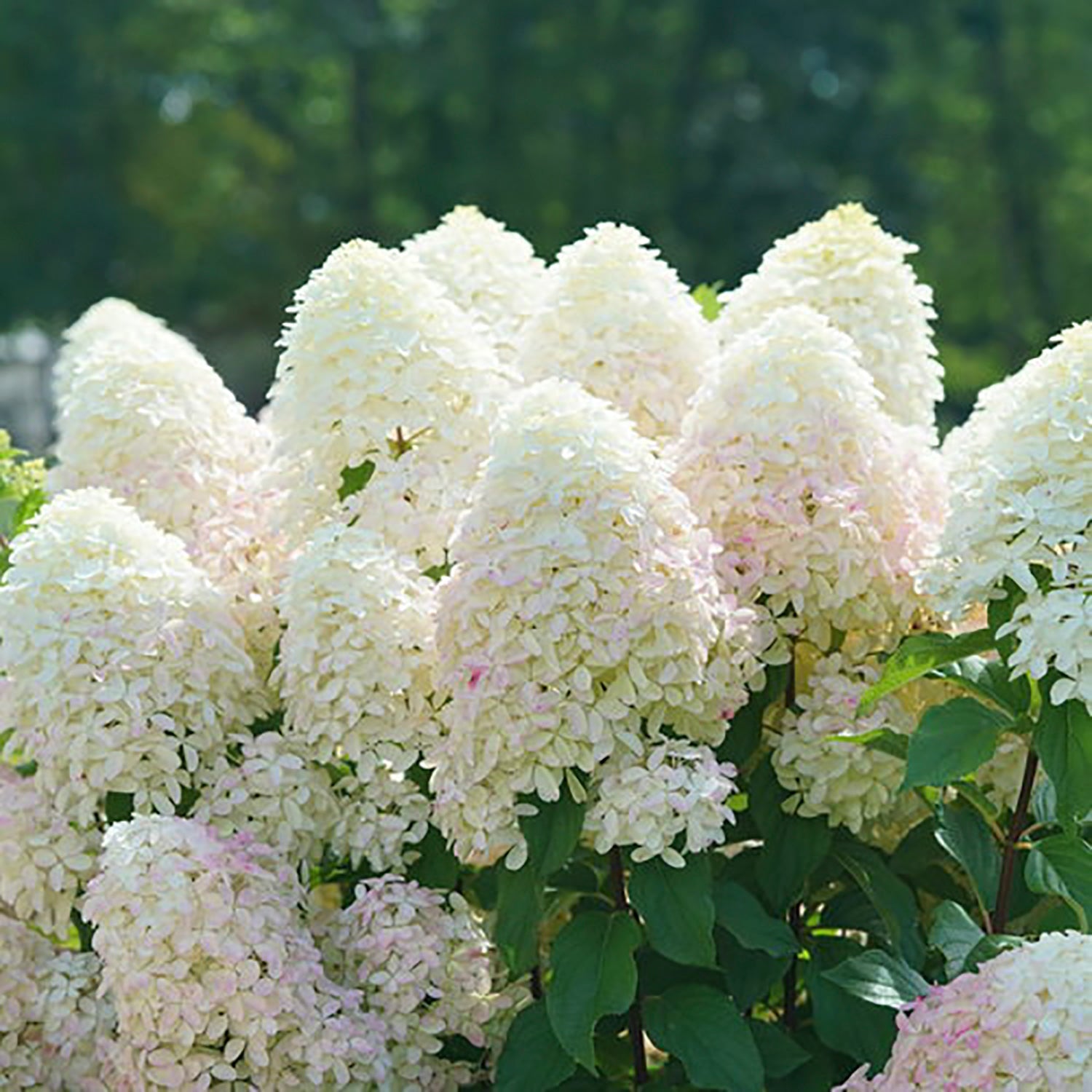 Quick Fire Fab Hydrangea