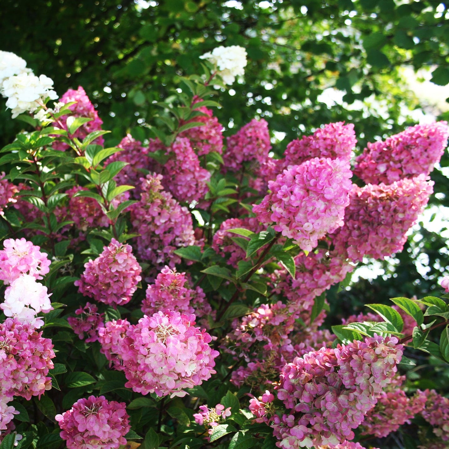 Strawberry Sundae Hydrangea