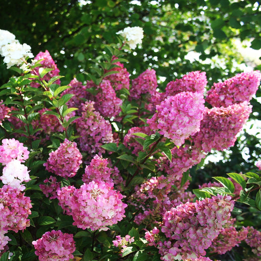 Strawberry Sundae Hydrangea