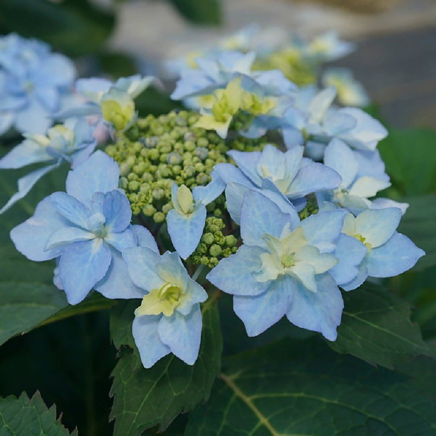 Tuff Stuff Ah-Ha Reblooming Mountain Hydrangea