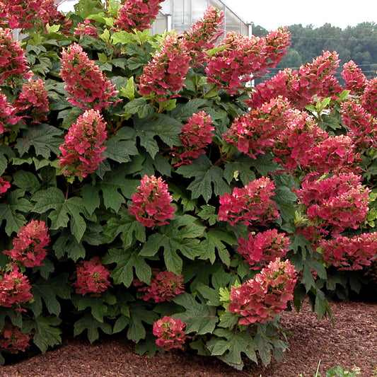 Ruby Slippers Oakleaf Hydrangea