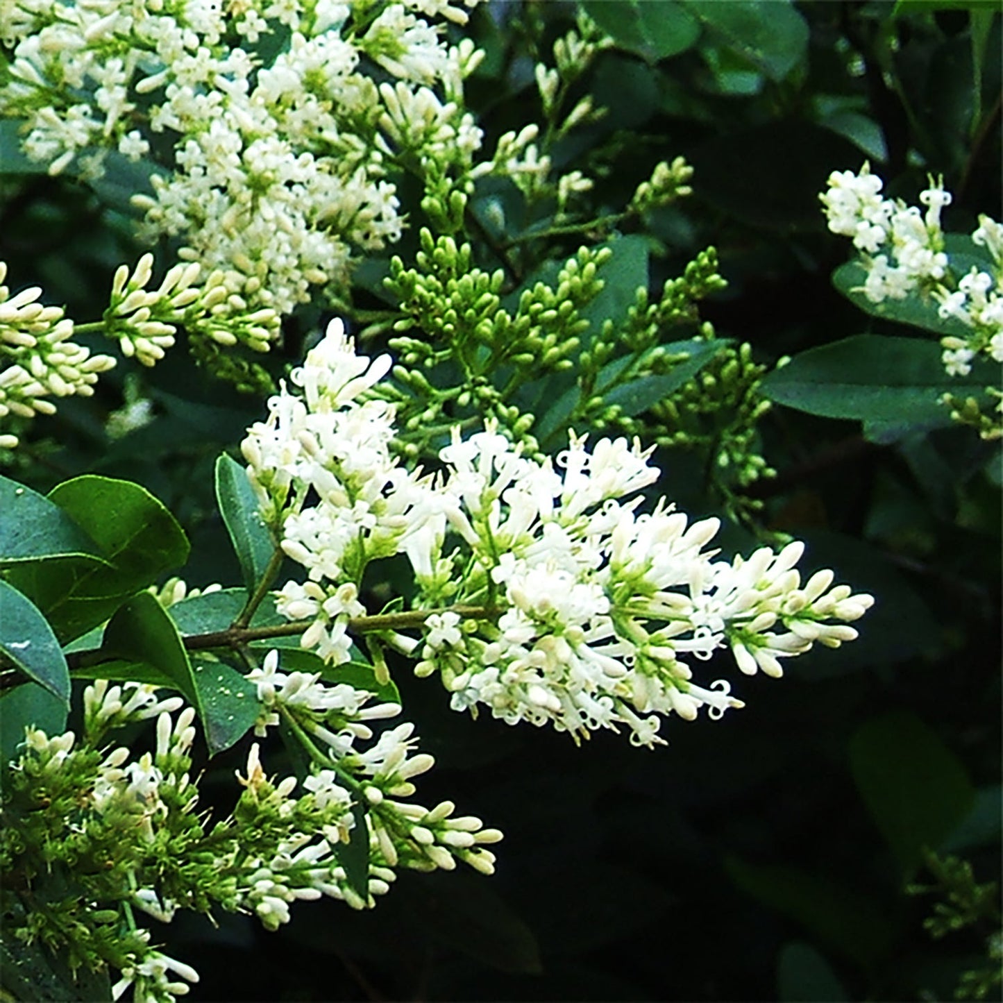 Amur Privet