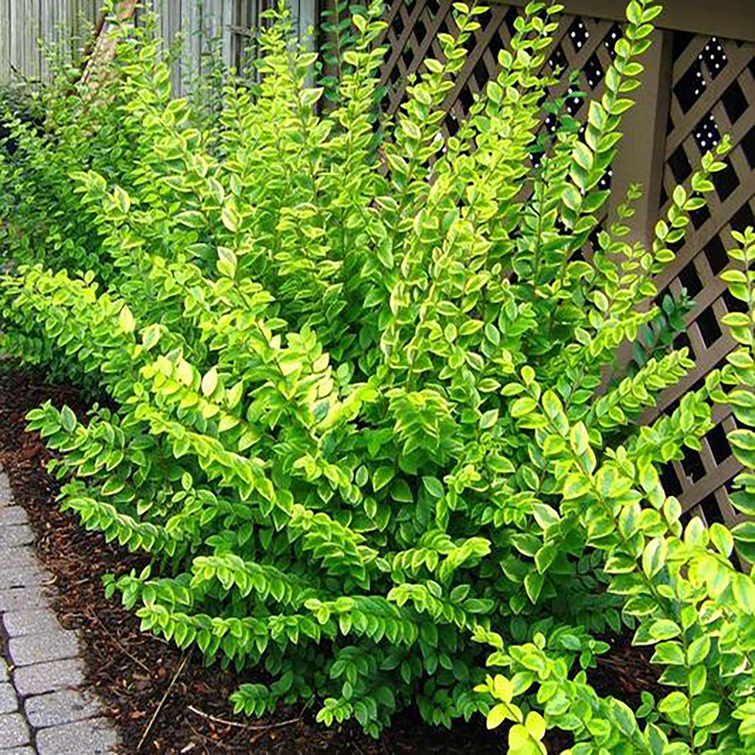 Golden California Privet