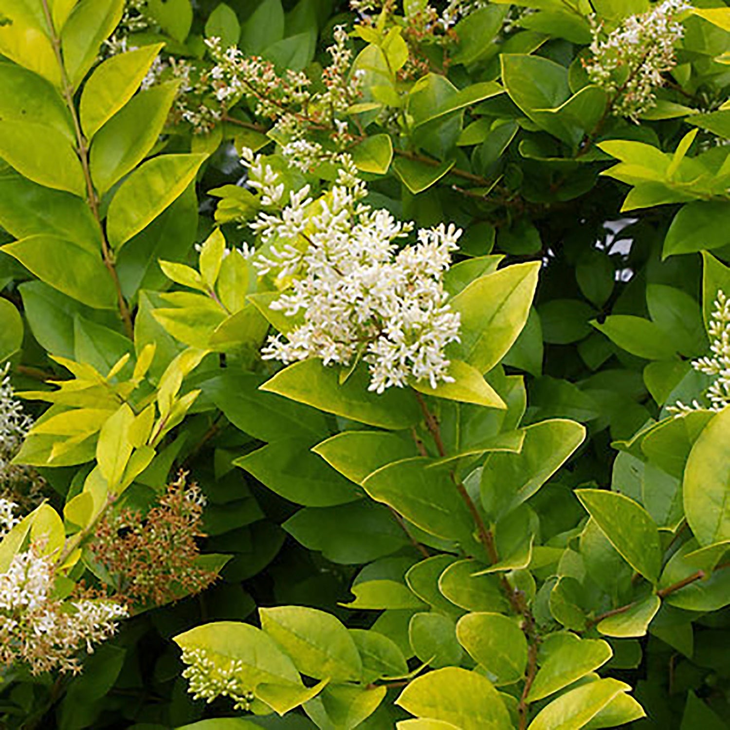 Golden Vicary Privet