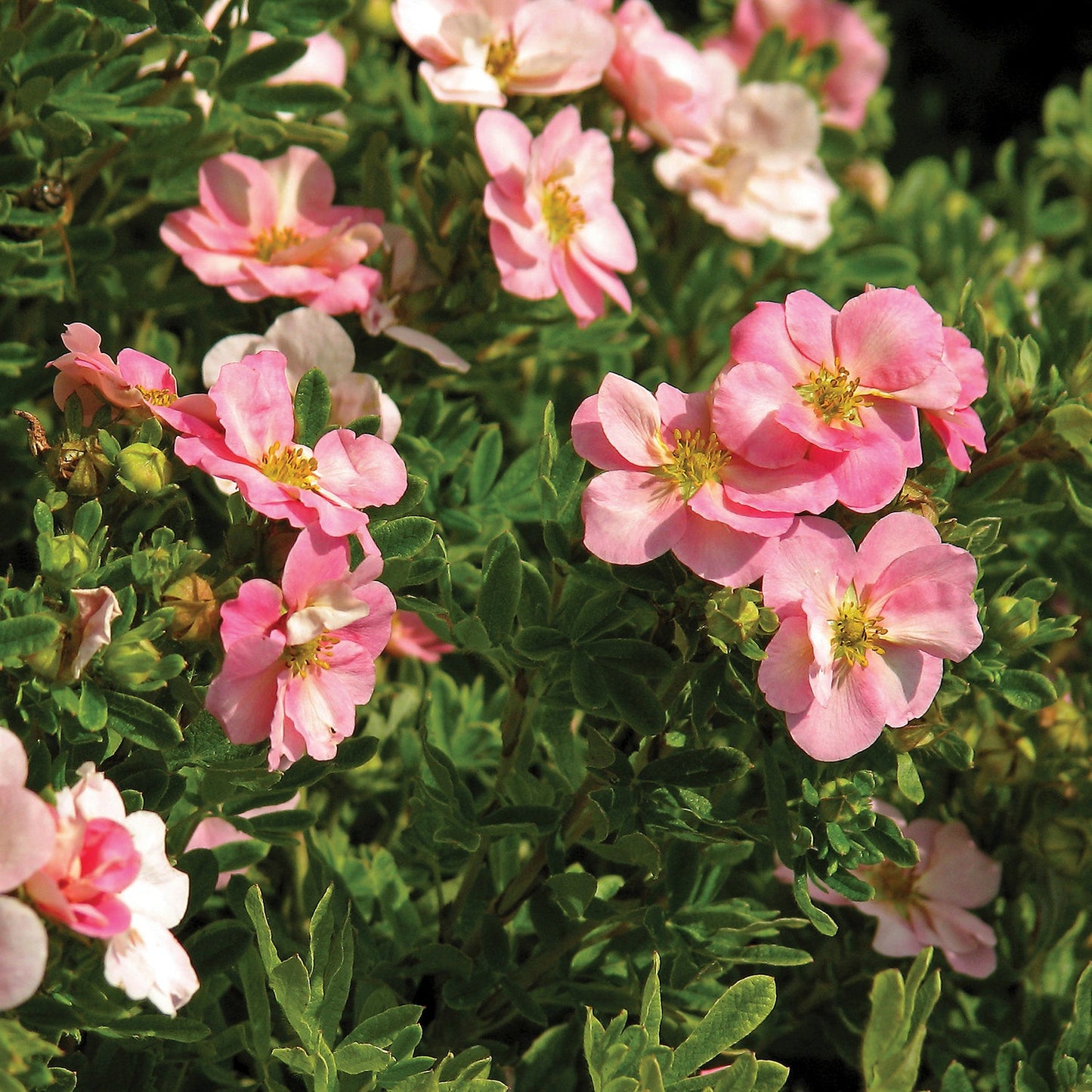 Pink Beauty Potentilla