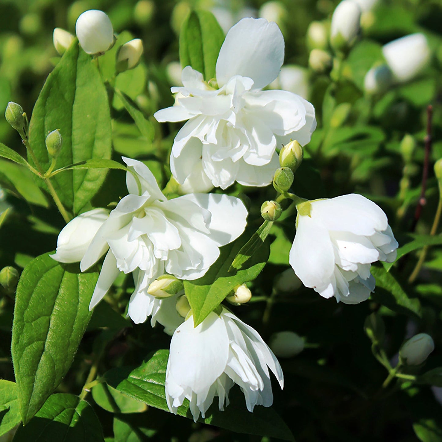 Snowbelle Mockorange