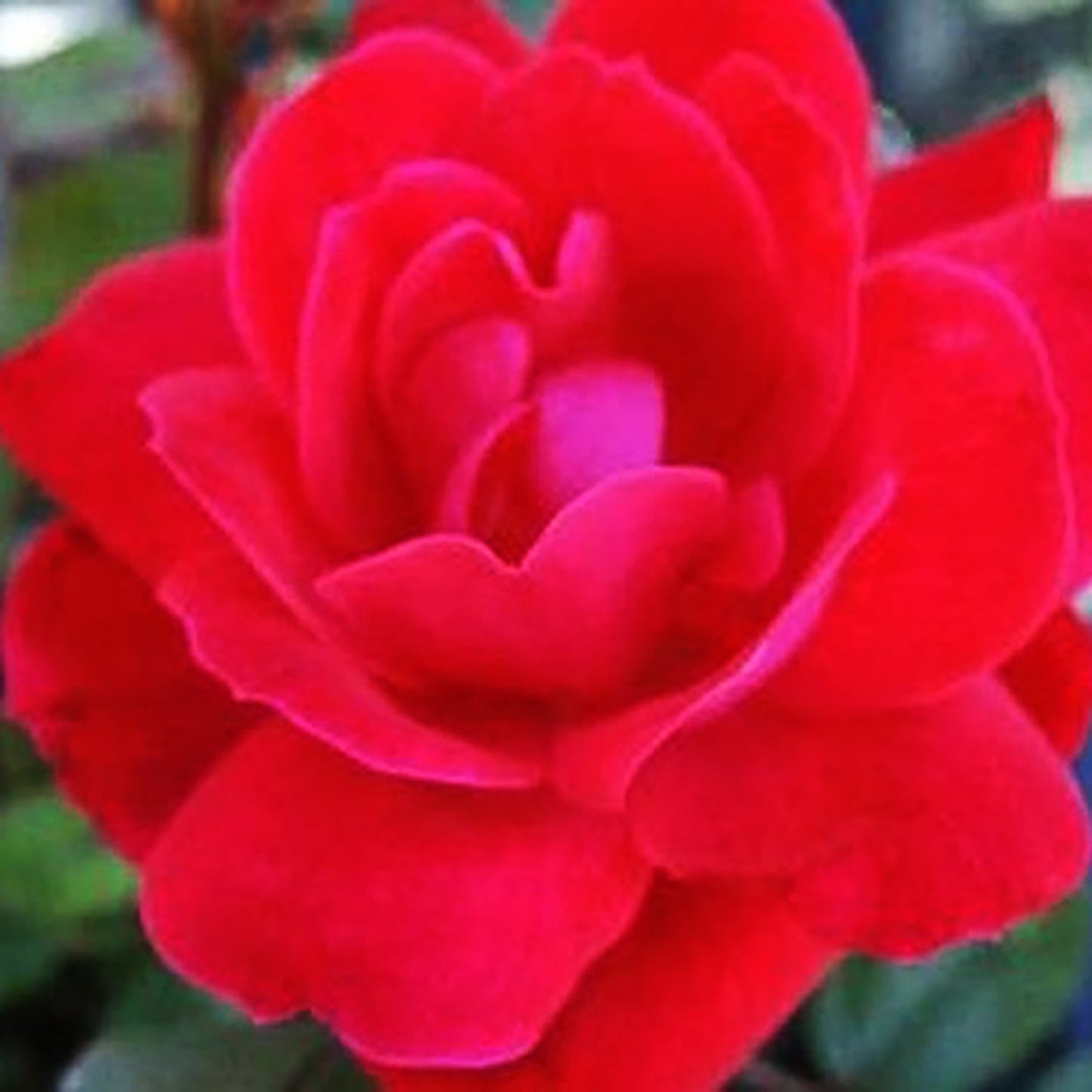 Double Knock Out Shrub Rose