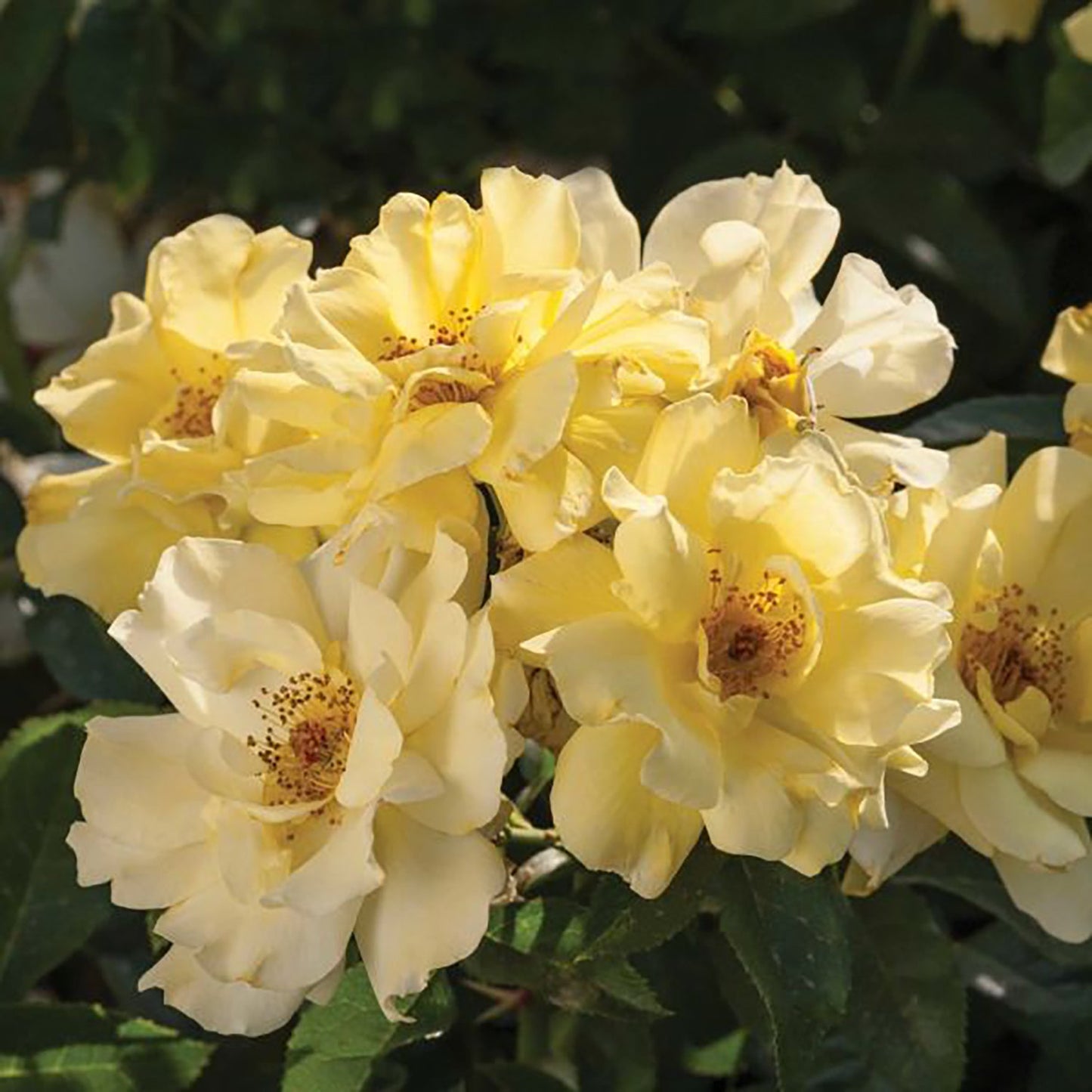 Lemon Drift Rose