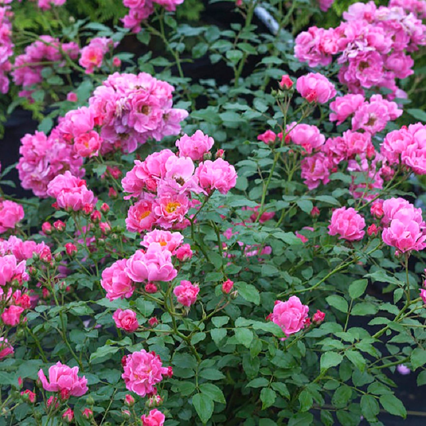 Double Pink Shrub Rose