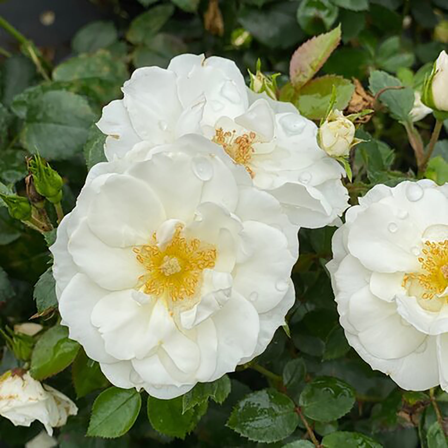 Ice Bay Rose