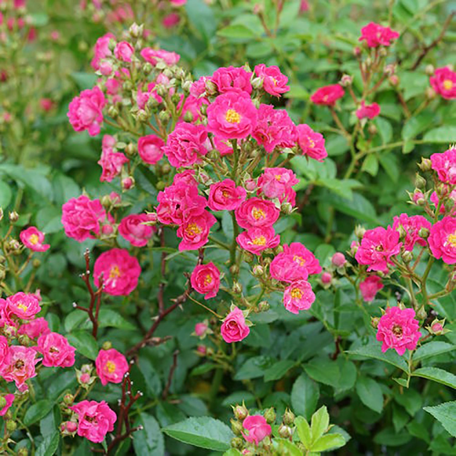 Peasy Rose