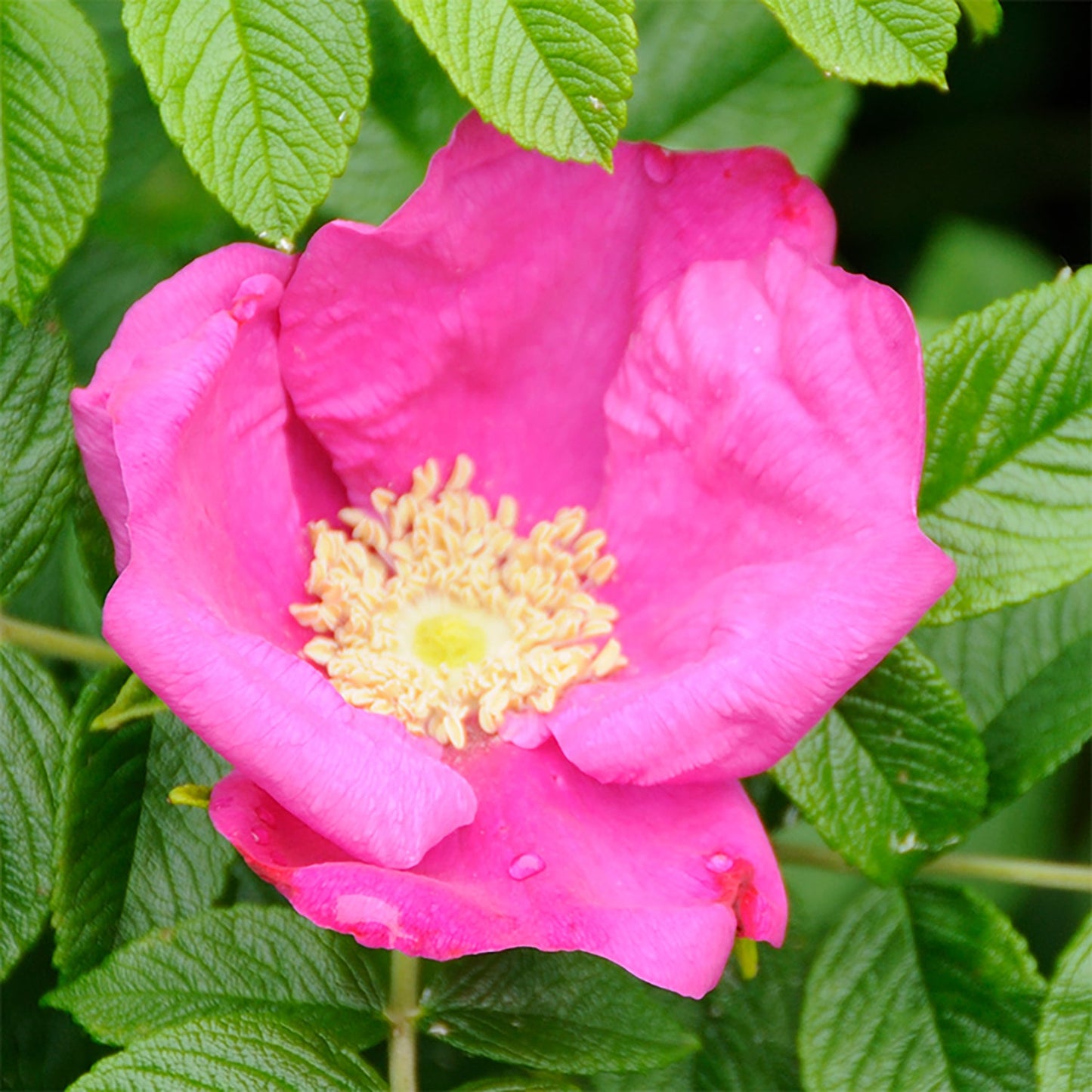 Rugosa Rose