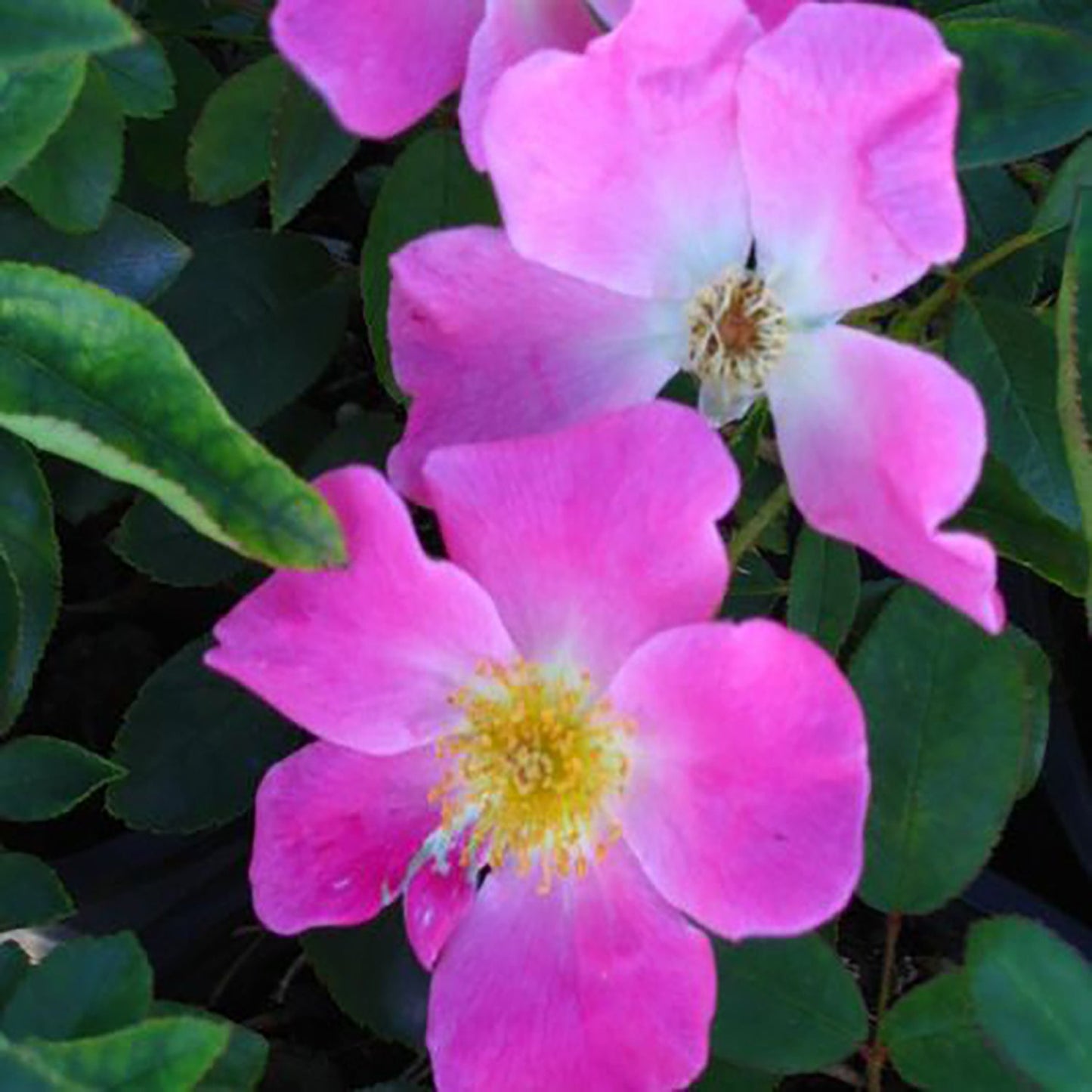 Nearly Wild Shrub Rose