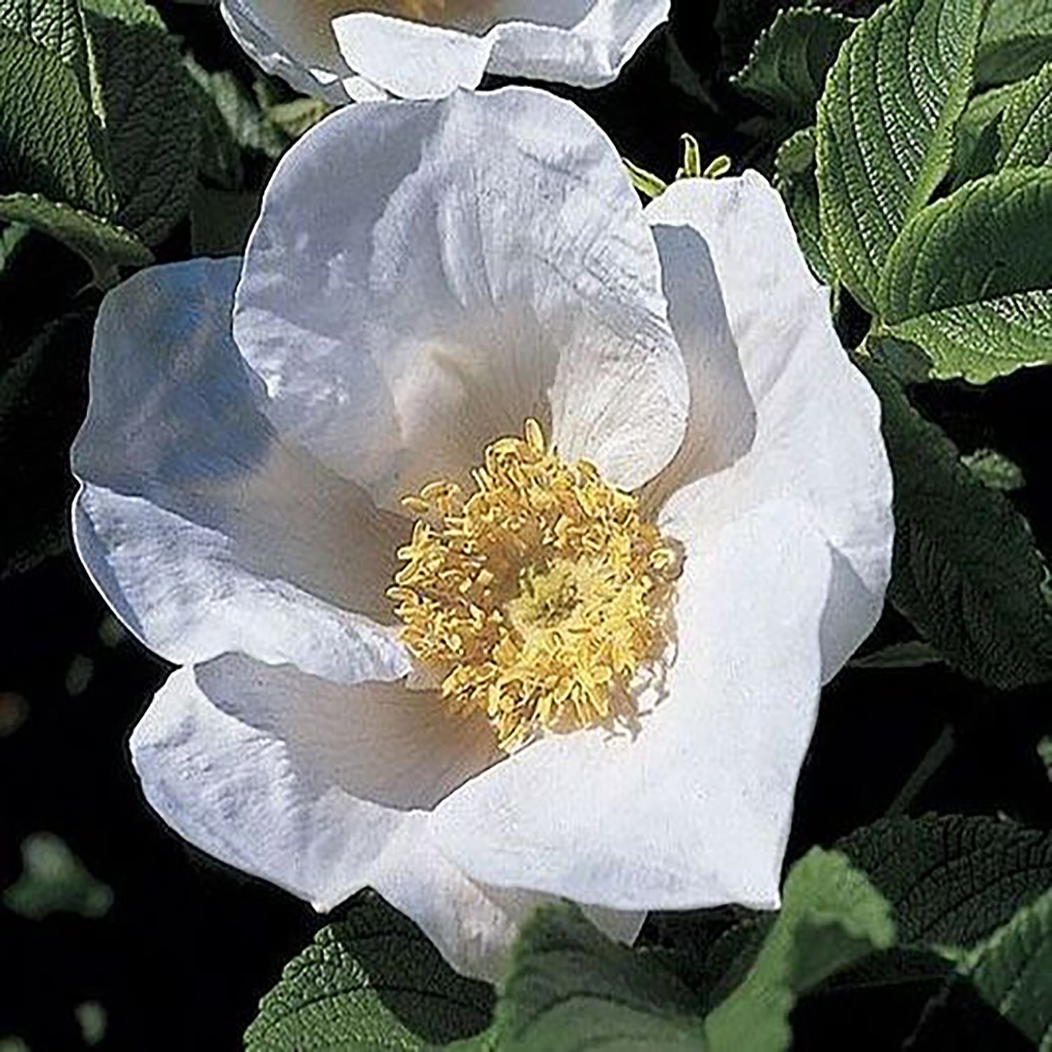 White Rugosa Rose
