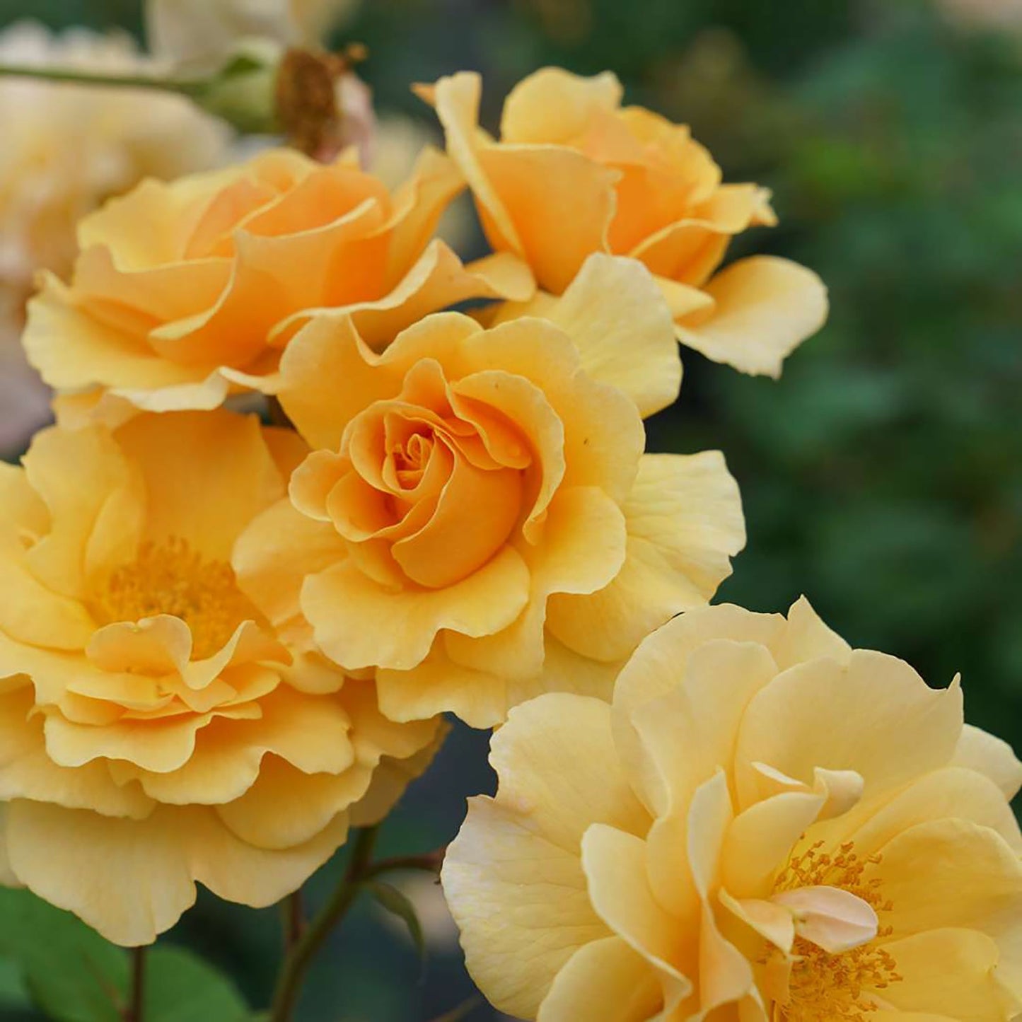 Amberness Climbing Rose