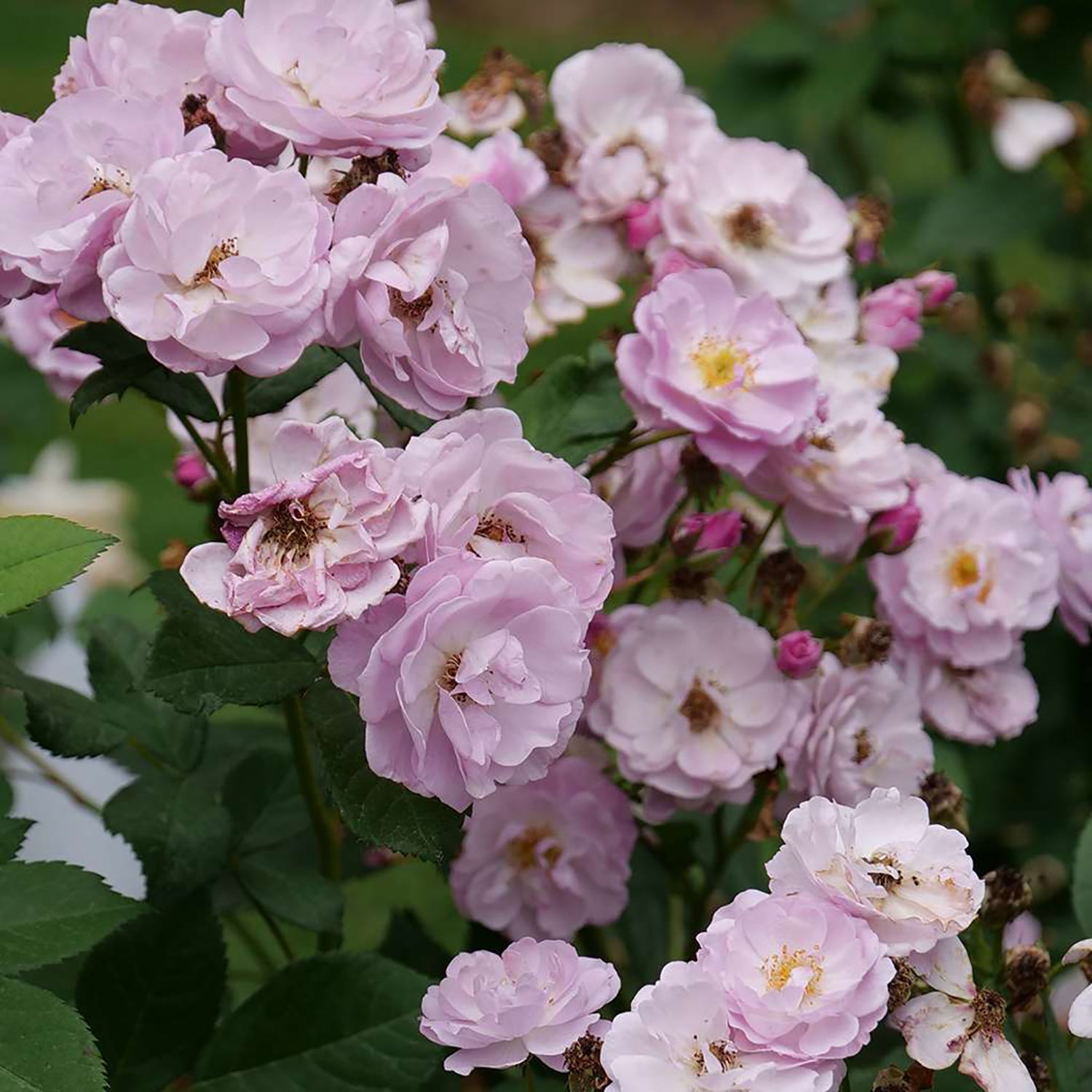 Lilac Days Climbing Rose