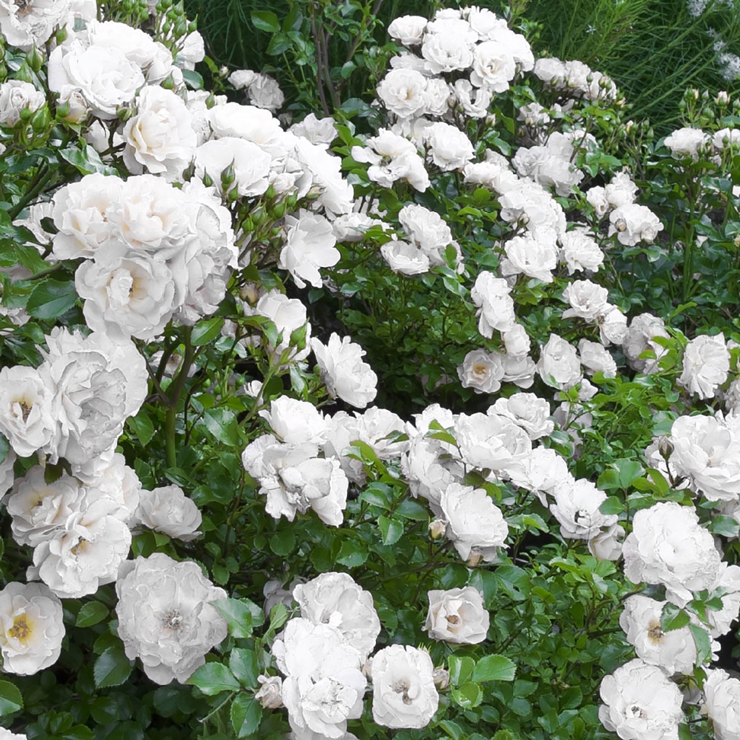 White Drift Rose