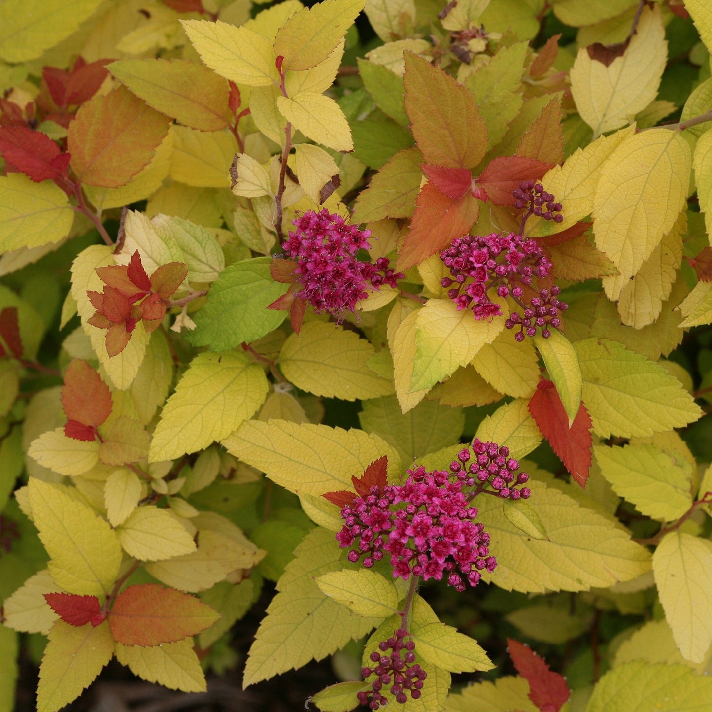 Candy Corn Spirea