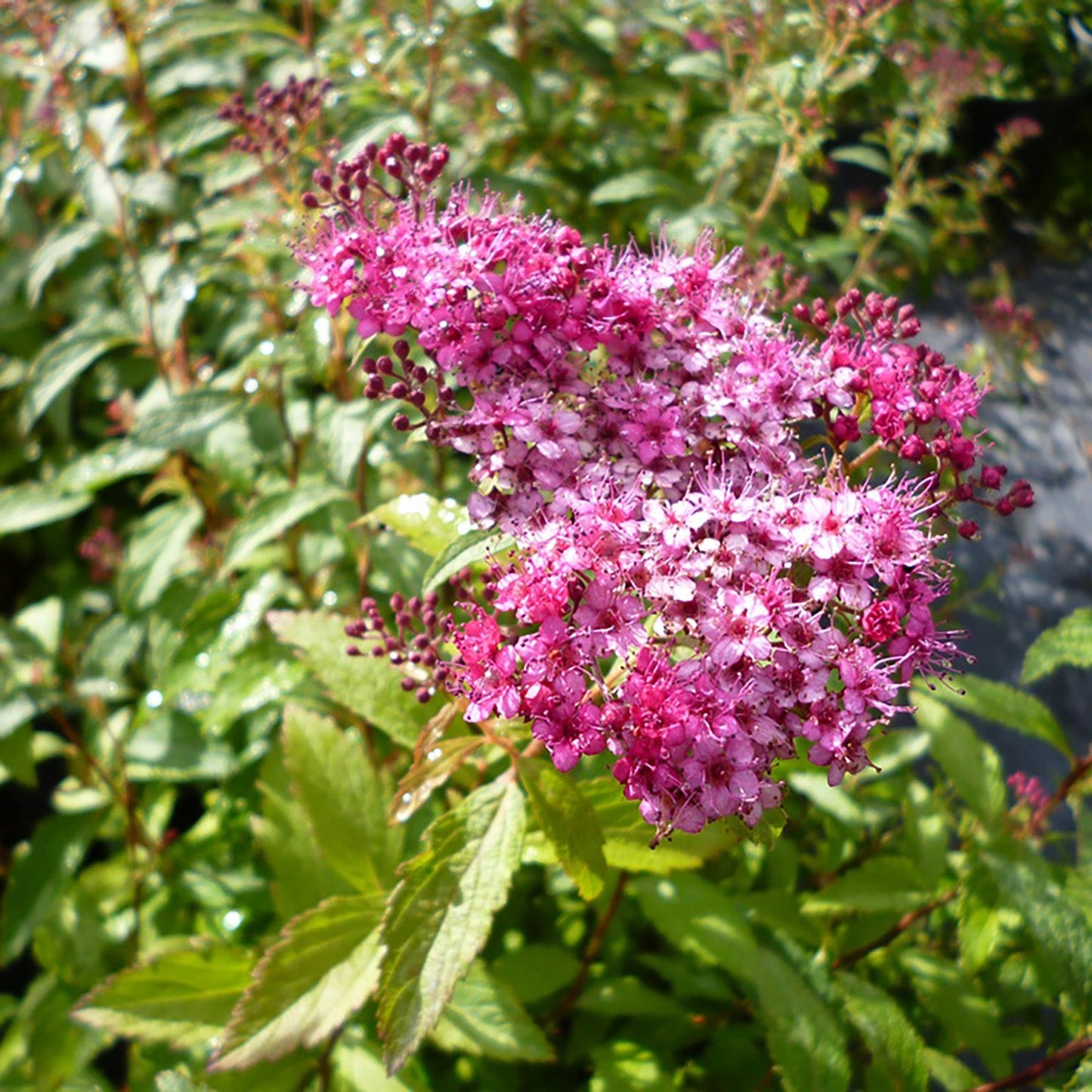 Dart's Red Spirea