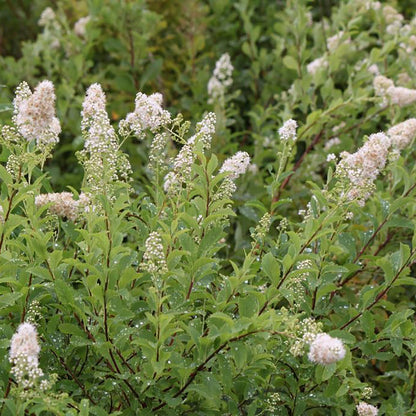 Meadowsweet