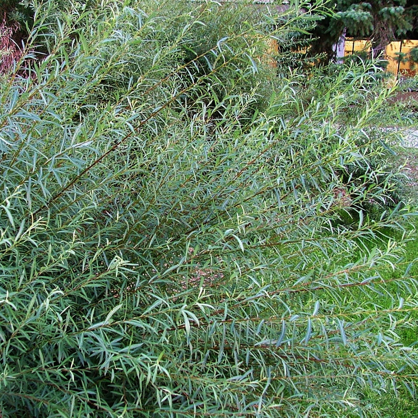 Blue Arctic Willow