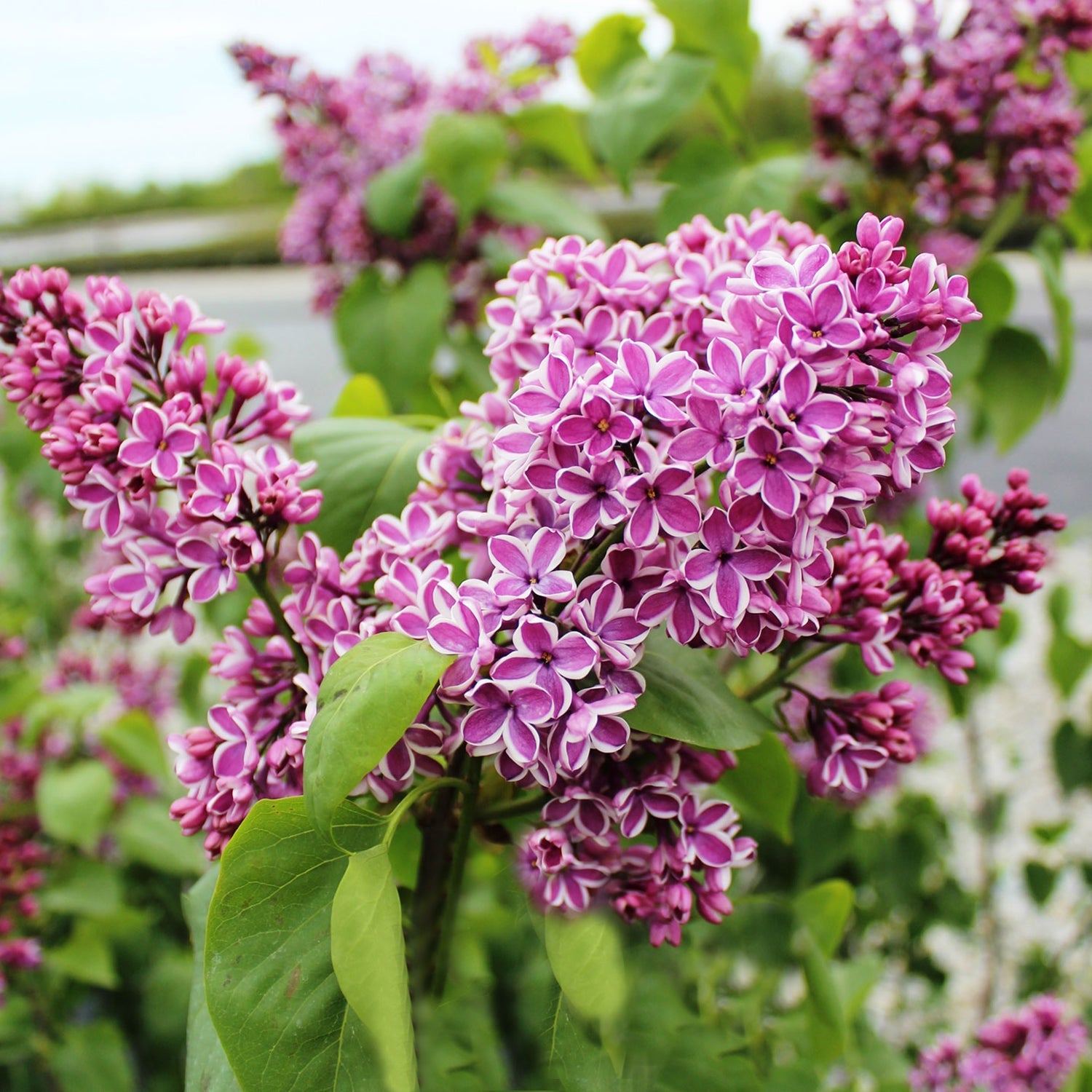 Sensation French Hybrid Lilac