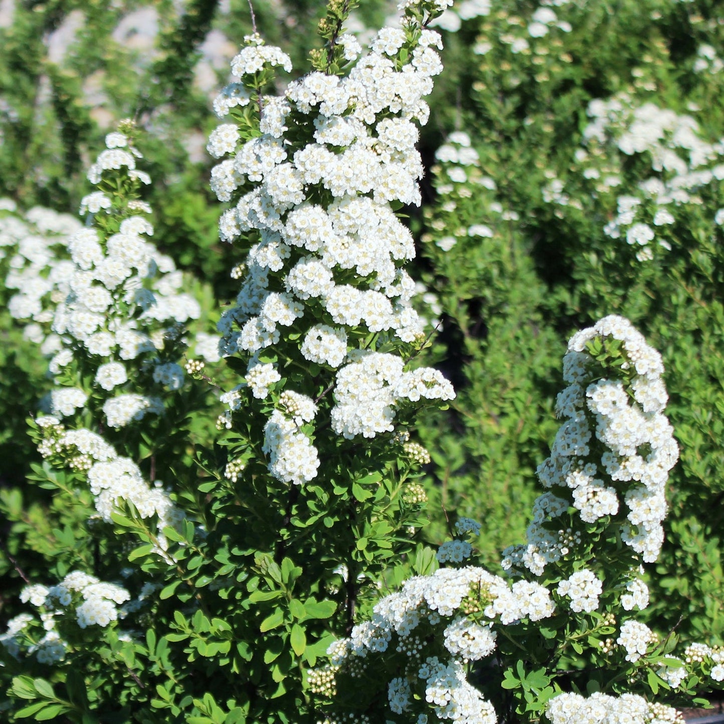 Snowmound Spirea