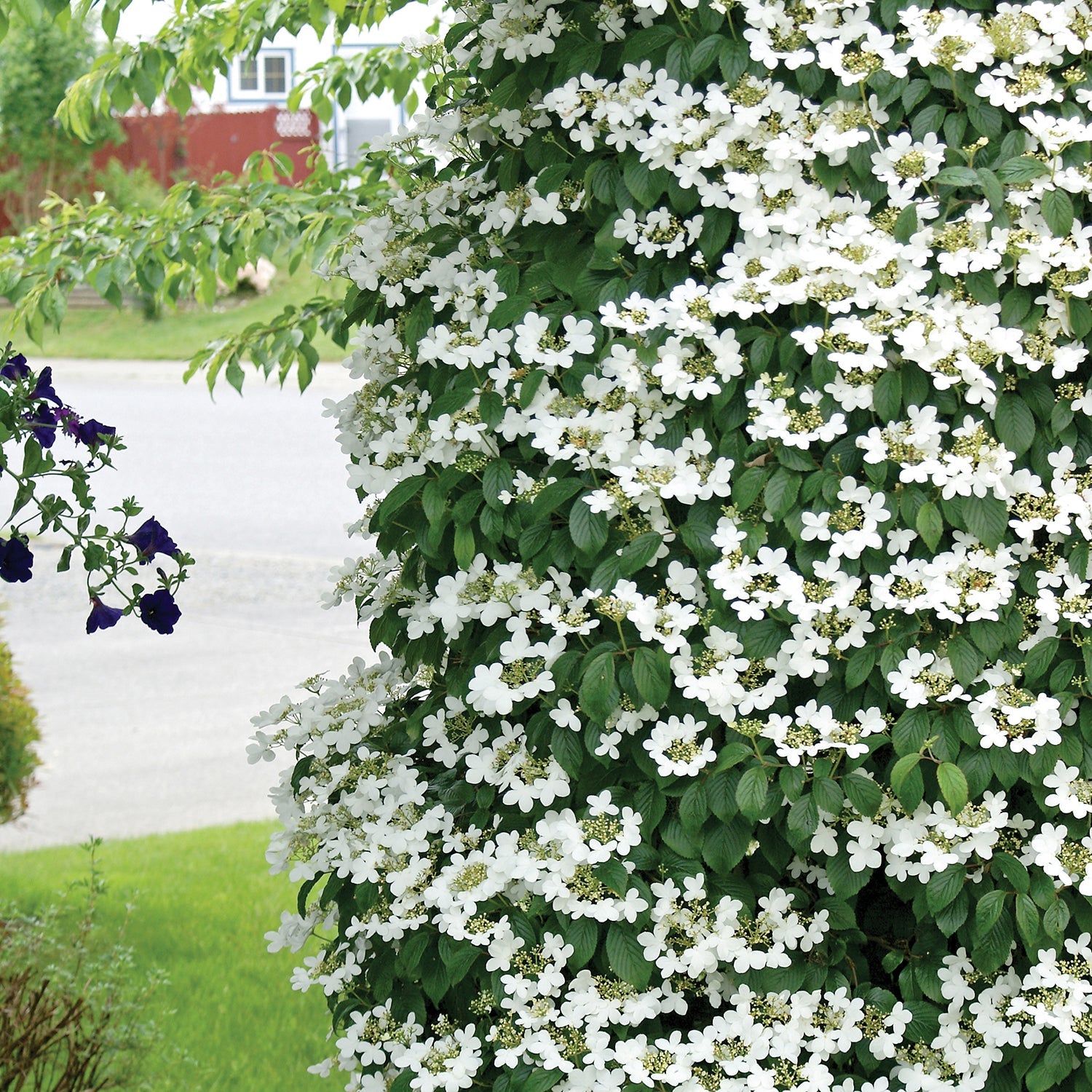 Fragrant Snowball