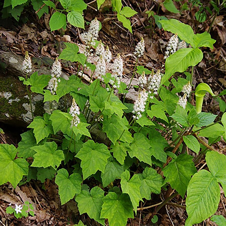Foamflower