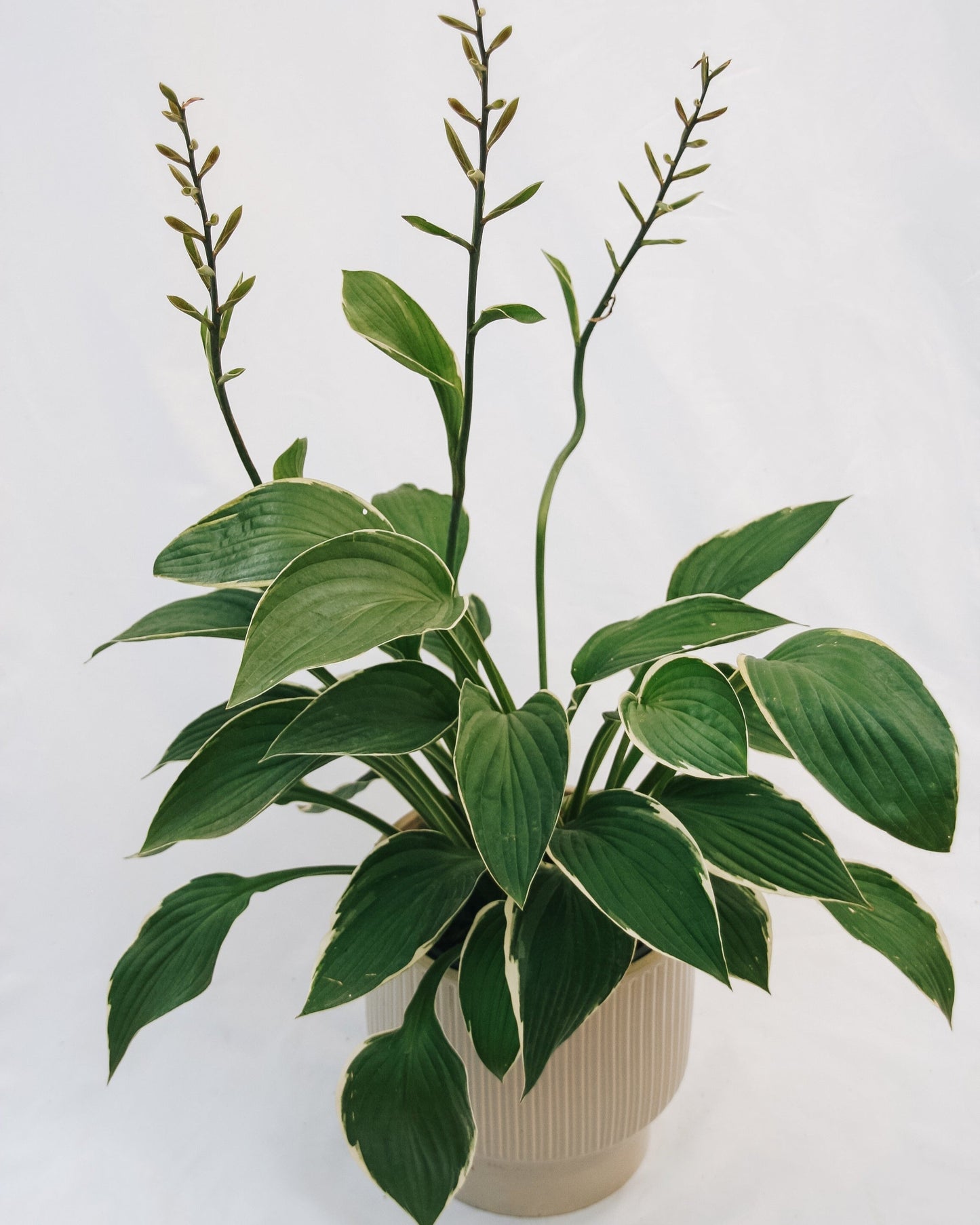 Francee Hosta